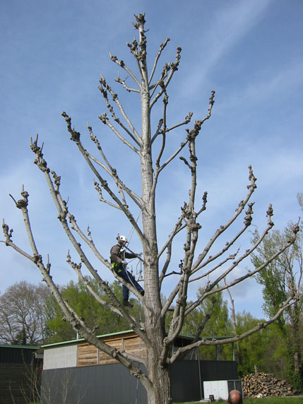 Tailler un arbre