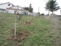 Plantation d'arbres fruitiers